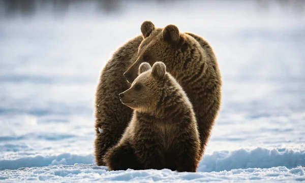 She Bear Bear Cub Winter Forest Winter Forest Sunrise Morning — Stock Photo, Image