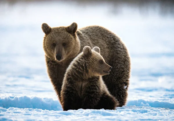 Elle Ours Ourson Dans Forêt Hiver Forêt Hiver Lever Soleil — Photo