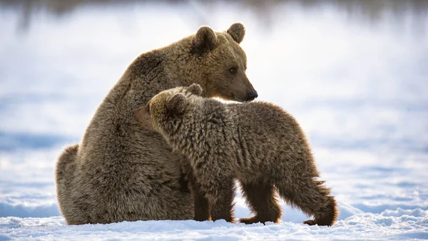 冬の森で熊とクマの赤ちゃん 冬の森 日の出 朝の霧 自然生息地 褐色熊 Ursus Arctos Arctos — ストック写真