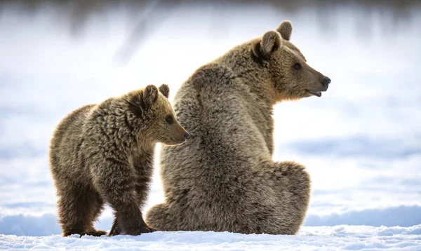 她和熊宝宝在冬天的森林里 冬季森林 自然栖息地棕熊 Ursus Arctos Arctos — 图库照片