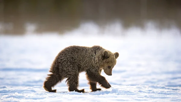 Cucciolo Orso Che Cammina Nella Foresta Invernale Foresta Invernale Alba — Foto Stock