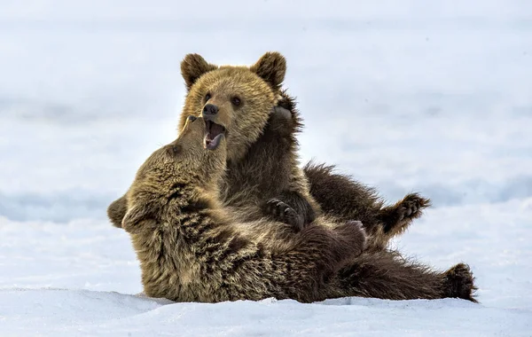 Los Osos Cachorros Juegan Nieve Hábitat Natural Oso Pardo Nombre — Foto de Stock