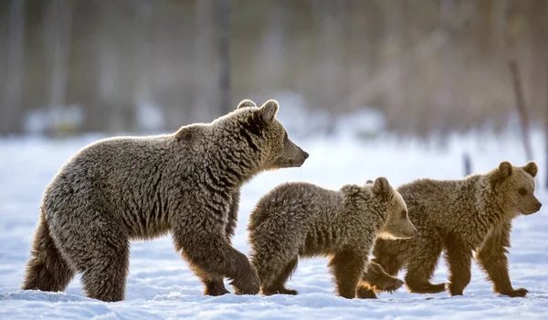 Ours Oursons Dans Forêt Hiver Forêt Hiver Lever Soleil Brume — Photo