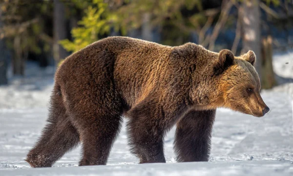Γρια Ενήλικη Καφέ Αρκούδα Που Περπατάει Στο Χιόνι Ηλιοβασίλεμα Στο — Φωτογραφία Αρχείου