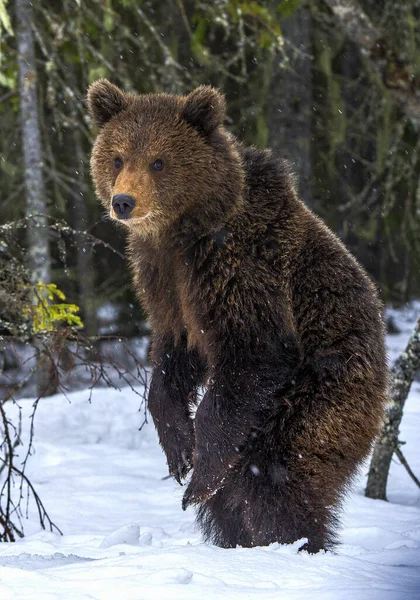 Björnungen Står Bakbenen Vinterskogen Naturlig Livsmiljö Brunbjörn Vetenskapligt Namn Ursus — Stockfoto