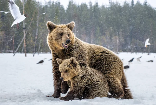 Αρκούδα Και Αρκουδάκια Χιονισμένο Χωράφι Χιονίζει Στο Χειμερινό Δάσος Φυσικό — Φωτογραφία Αρχείου