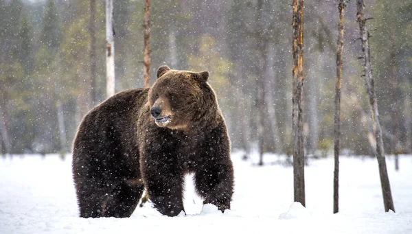 Vahşi Yetişkin Kahverengi Ayı Kış Ormanında Bilimsel Adı Ursus Arctos — Stok fotoğraf