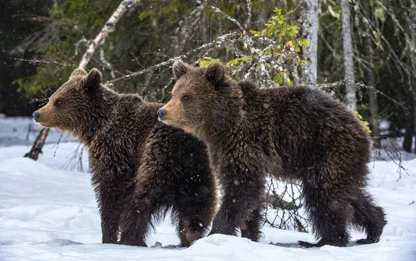 Orso Cuccioli Nella Neve Nella Foresta Invernale Habitat Naturale Orso — Foto Stock