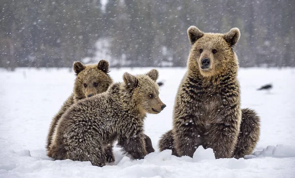 Αρκούδα Και Αρκουδάκια Χιονισμένο Χωράφι Χιονίζει Στο Χειμερινό Δάσος Φυσικό — Φωτογραφία Αρχείου