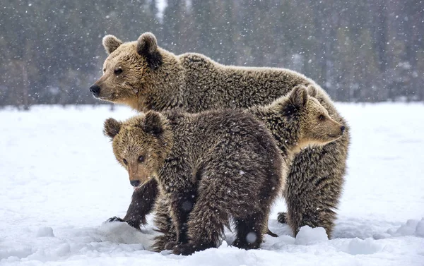 Ourse Ourson Dans Champ Enneigé Chute Neige Dans Forêt Hiver — Photo