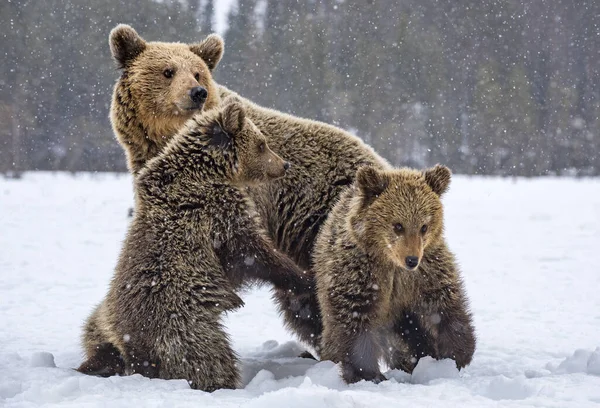 Bärin Und Bärenjunge Schneebedeckten Feld Schneefall Winterwald Natürlicher Lebensraum Braunbär — Stockfoto