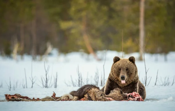 ヒグマは冬眠から目覚め ムースの死体を食べる 森の中のヒグマ大人のビッグヒグマ男性 アーサス アークトス — ストック写真