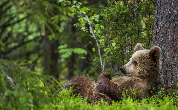 Kus Medvěda Hnědého Ležel Zádech Tlapami Zvednutými Trávě Letním Lese — Stock fotografie