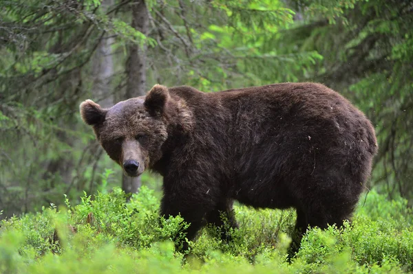 Orso Selvatico Adulto Maschio Brown Nella Pineta Ritratto Chiusura Nome — Foto Stock