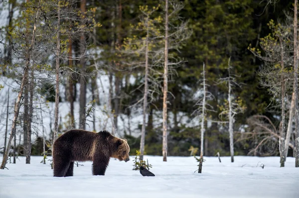 Καφέ Αρκούδα Και Κοράκι Ένα Χιονισμένο Βάλτο Στο Χειμερινό Δάσος — Φωτογραφία Αρχείου