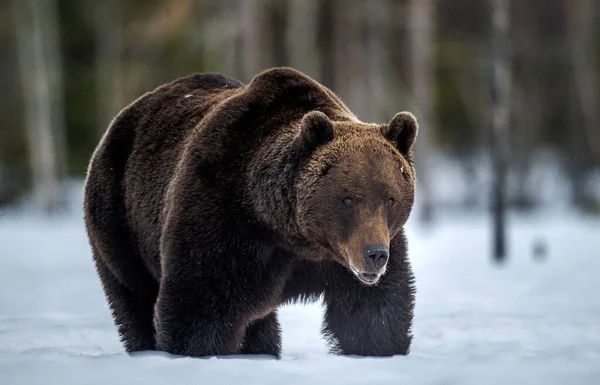 Дикий Взрослый Медведь Зимнем Лесу Вечерние Сумерки Научное Название Ursus — стоковое фото