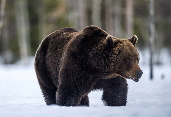 Urso Castanho Adulto Selvagem Floresta Inverno Crepúsculo Noite Nome Científico — Fotografia de Stock