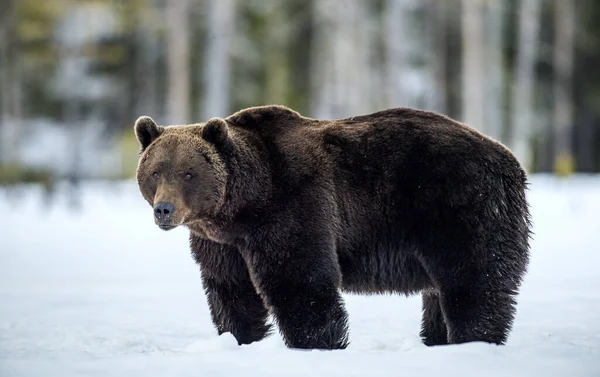 Dziki Dorosły Niedźwiedź Brunatny Zimowym Lesie Zmierzchu Nazwa Naukowa Ursus — Zdjęcie stockowe