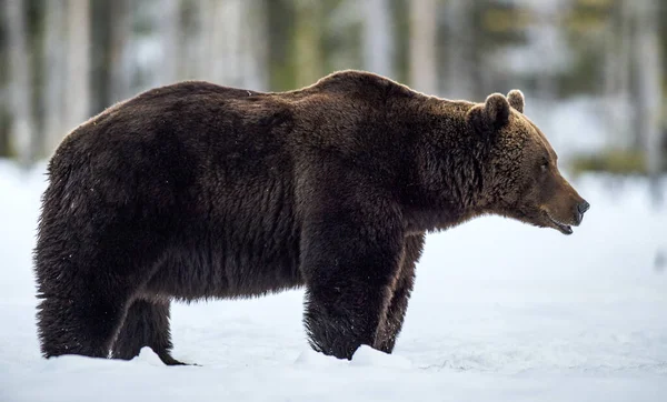 Wild Adult Brown Αρκούδα Στο Δάσος Βράδυ Λυκόφως Επιστημονική Ονομασία — Φωτογραφία Αρχείου