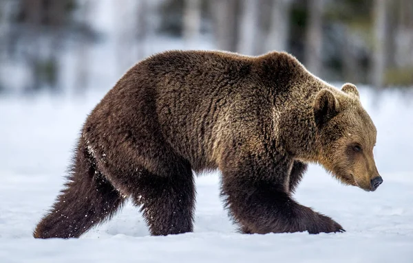 Дикий Взрослый Бурый Медведь Гуляет Зимнем Лесу Вечерние Сумерки Научное — стоковое фото