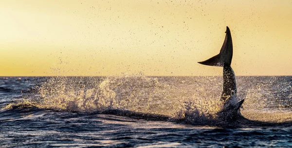 Aleta Cola Tiburón Blanco Fase Del Salto Del Tiburón Cielo — Foto de Stock