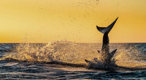 Aleta Cola Tiburón Blanco Fase Del Salto Del Tiburón Cielo — Foto de Stock