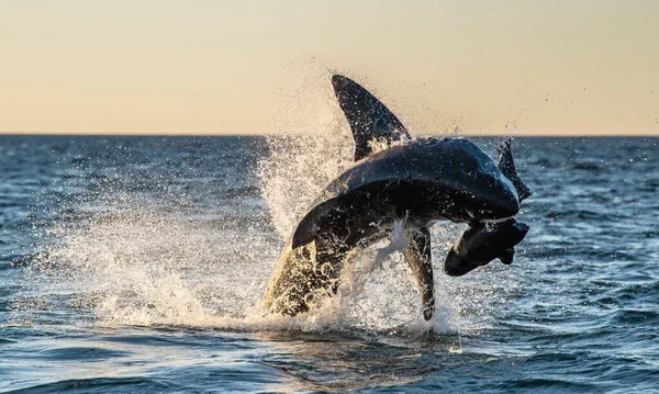 Breaching Great White Shark Tiburón Ataca Cebo Nombre Científico Carcharodon — Foto de Stock