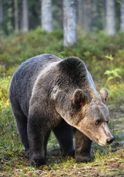 Vild Vuxen Brunbjörn Sommarskogen Framifrån Vetenskapligt Namn Ursus Arctos Sommarsäsong — Stockfoto