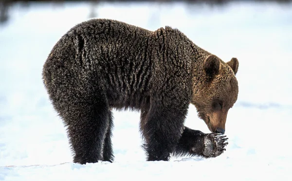 熊嗅嗅爪子 野生成年棕熊在冬天的森林里的雪地里 Ursus Arctos 自然栖息地冬季 图库照片