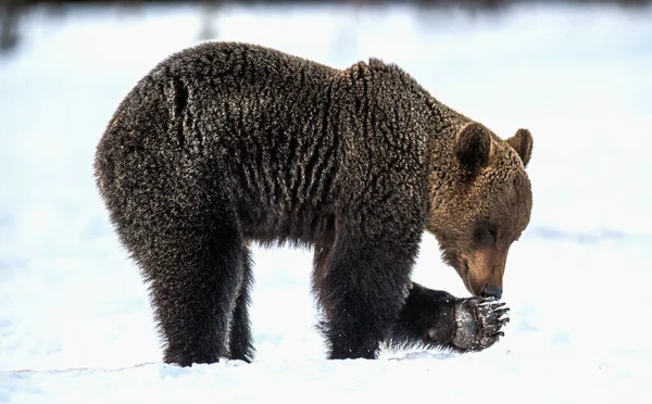 Oso Olfateando Pata Oso Pardo Adulto Salvaje Nieve Bosque Invierno Fotos de stock