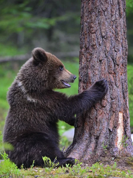 Маля Ведмедя Брауна Сидить Біля Соснового Ліса Природне Середовище Наукова Ліцензійні Стокові Фото