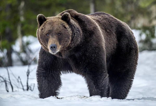 野生成年棕熊在冬天的森林里 前面的景色学名 Ursus Arctos 自然生境 图库照片