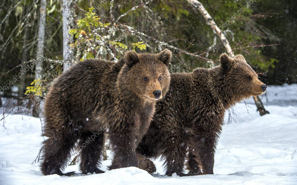 Bear cubs in the snow in winter forest. Natural habitat. Brown bear, Scientific name: Ursus Arctos Arctos.