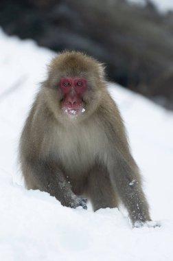Karda Japon makağı. Kar maymunu. Japon makağı (bilimsel adı: Macaca fuscata), aynı zamanda kar maymunu olarak da bilinir. Kış mevsimi. Doğal yaşam alanı.