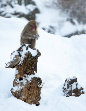 Japon makağı. Bilimsel adı: Macaca fuscata, aynı zamanda kar maymunu olarak da bilinir. Kış mevsimi. Doğal yaşam alanı. Japonya.