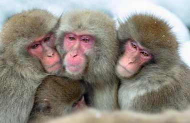 Snow monkeys. The Japanese macaque ( Scientific name: Macaca fuscata), also known as the snow monkey. Winter season. Natural habitat. Japan. clipart