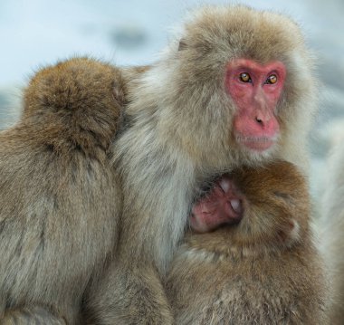 Kar maymunları. Japon makağı (bilimsel adı: Macaca fuscata), aynı zamanda kar maymunu olarak da bilinir. Kış mevsimi. Doğal yaşam alanı. Japonya.