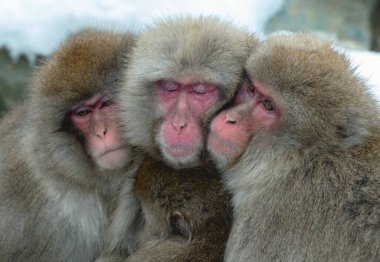 Kar maymunları. Japon makağı (bilimsel adı: Macaca fuscata), aynı zamanda kar maymunu olarak da bilinir. Kış mevsimi. Doğal yaşam alanı. Japonya.