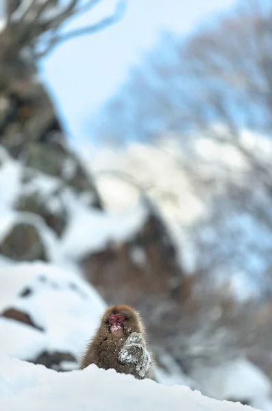 Ιαπωνικά Μακαρόνια Στο Χιόνι Χιονάτη Ιαπωνική Μακάκα Επιστημονική Ονομασία Macaca — Φωτογραφία Αρχείου