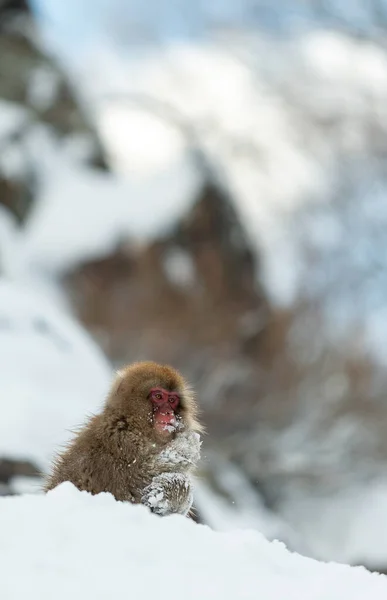 Macaque Japonais Sur Neige Singe Des Neiges Macaque Japonais Nom — Photo