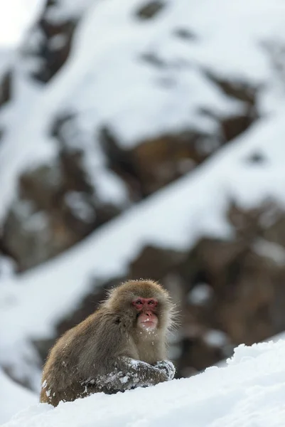 Japán Makákó Havon Hómajom Japán Makákó Tudományos Név Macaca Fuscata — Stock Fotó