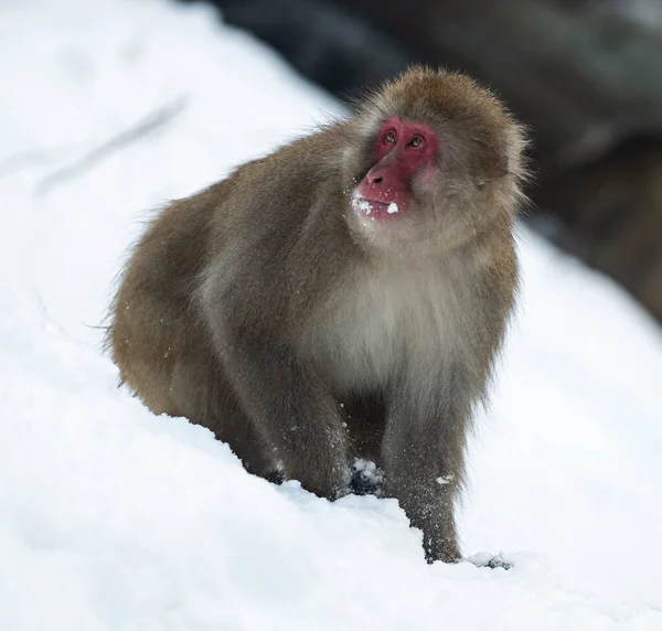 雪の上のニホンザル 雪猿とも呼ばれるニホンザル Macaca Fuscata 冬の季節 自然生息地 — ストック写真