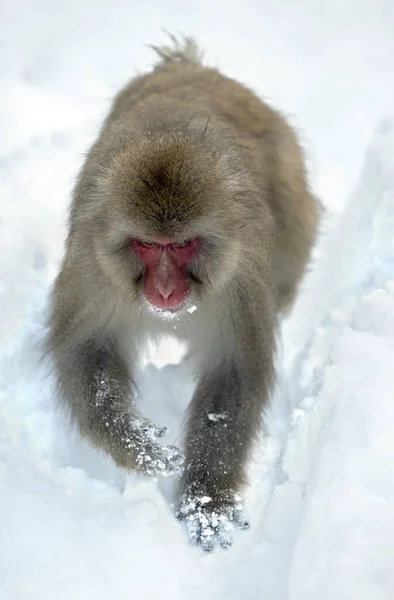 Macaque Japonais Marche Sur Neige Vue Face Macaque Japonais Nom — Photo