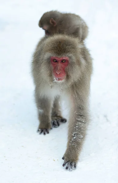 Macaque Japonais Marche Sur Neige Vue Face Macaque Japonais Nom — Photo