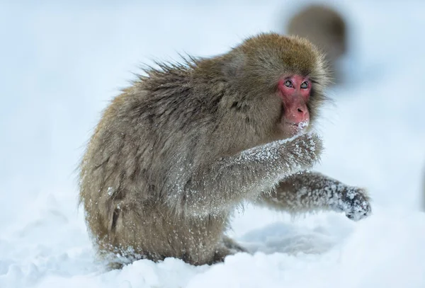 Karda Japon Makağı Kar Maymunu Japon Makağı Bilimsel Adı Macaca — Stok fotoğraf