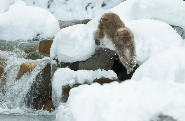 Japonská Makaka Skoku Macaque Proskočí Přirozeným Horkým Pramenem Sněhová Opice — Stock fotografie