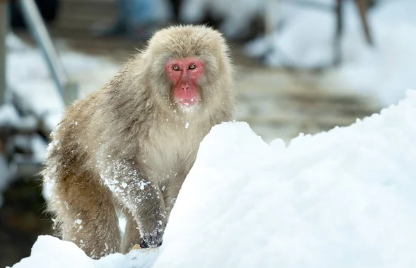 Macaque Japonais Marche Sur Neige Macaque Japonais Nom Scientifique Macaca — Photo