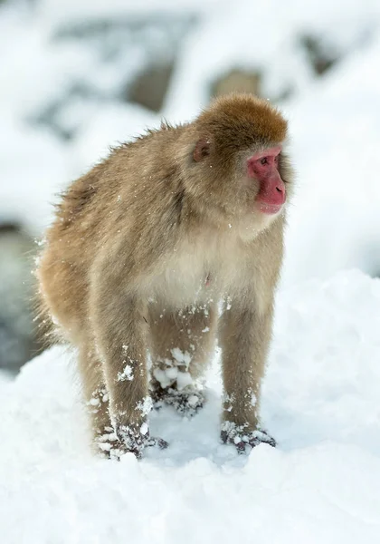 雪の上のニホンザル 雪猿とも呼ばれるニホンザル Macaca Fuscata 冬の季節 自然生息地 — ストック写真