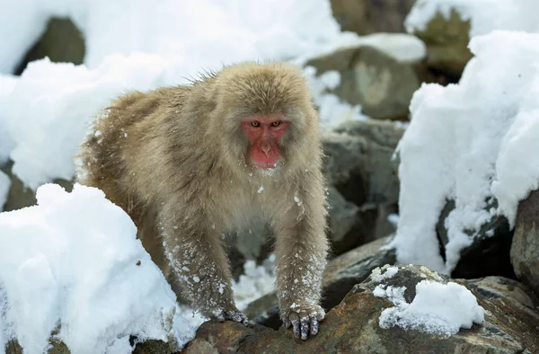 日本猕猴在雪地上行走 前面的景色日本猕猴 Macaca Fuscata 又名雪猴 自然生境 — 图库照片
