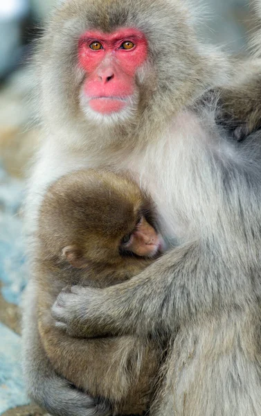 Japanese Macaque Cub Close Portrait Snow Monkey Japanese Macaque Scientific — Stock Photo, Image